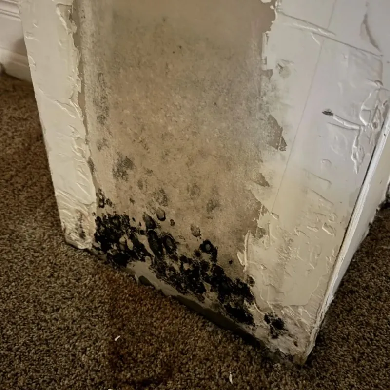 Professional Mold Removal in City of Winchester, VA